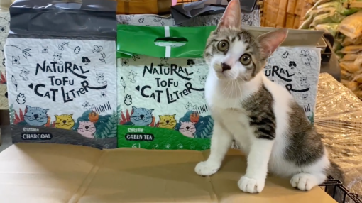 Mèo Con Lai GVN001